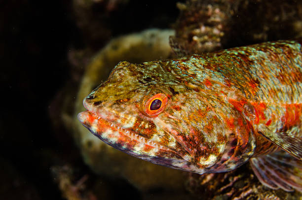 istock scuba diving lembeh indonesia reef lizardfish underwater 479556748