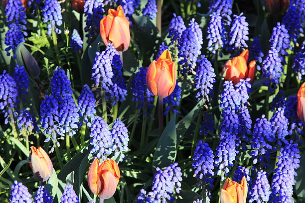 istock Tulips in Blue Pods 479556796