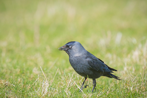 Western jackdaw black bird walks on green grass