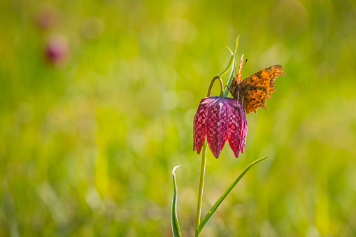 A comma butterfly resting on a purple Fritillaria meleagris flower in a forest on a meadow.