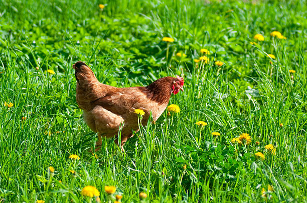 istock Hen outside in the meadow 479557061