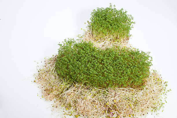 istock Fresh alfalfa sprouts and cress 479559497