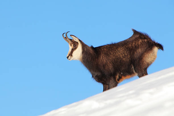 istock Chamois - rupicapra, Tatras 479560115