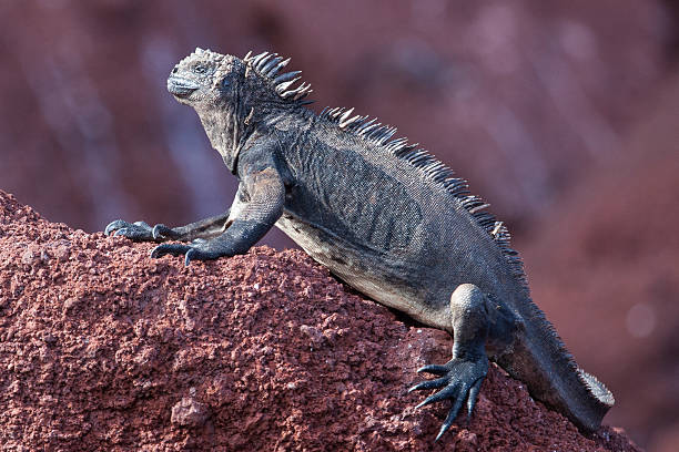 istock Marine iguana on the brown volcano beach 479561162