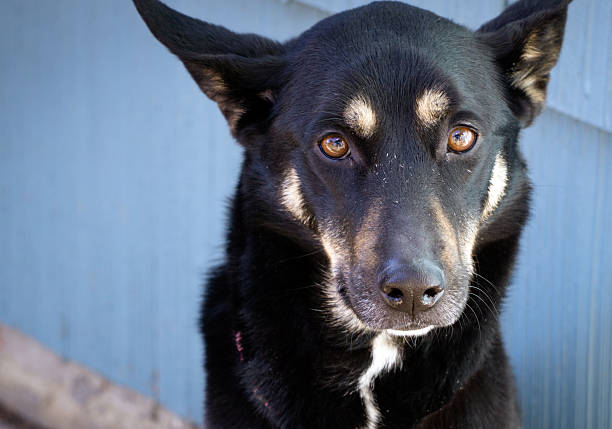 perro: kelpie - 5600 fotografías e imágenes de stock