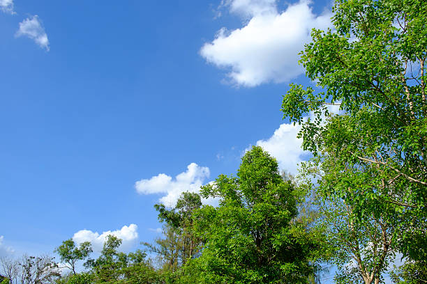 istock White clouds surrounded trees against a beautiful clear sky 479561736