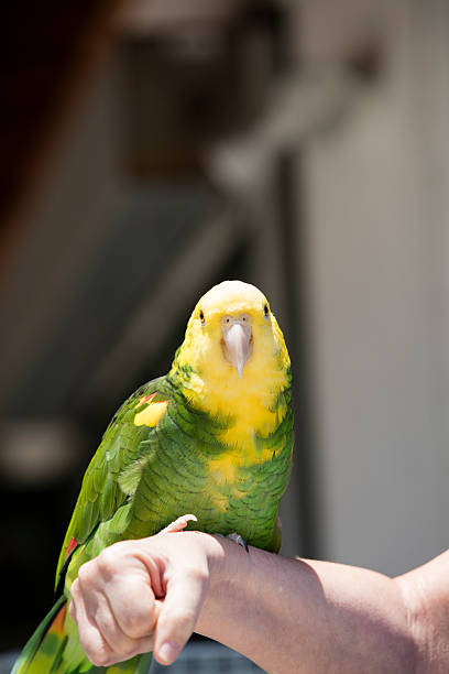 istock Green and Yellow Parrot at a Community Gathering 479561924