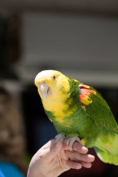 istock Green and Yellow Parrot at a Community Gathering 479561930