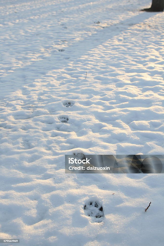 Impresiones pata de animal - Foto de stock de Abstracto libre de derechos