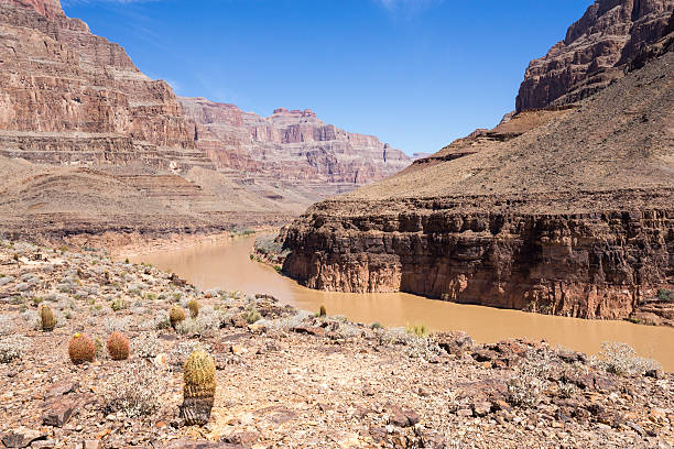 istock Grand Canyon and Colorado river 479562216