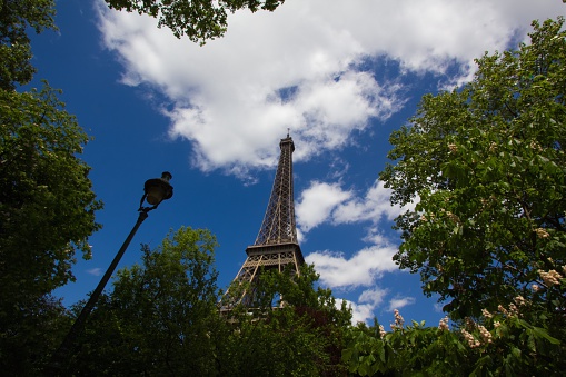 View of the Eiffel Tower with Yellow Flowers