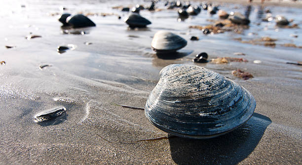 muscheln am strand - muschel tier stock-fotos und bilder