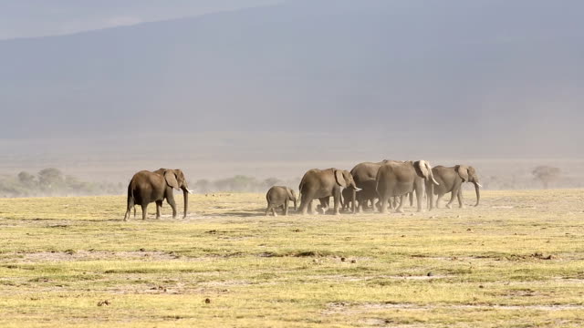 Elephant Family at Amboseli