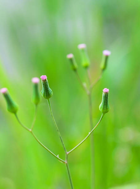 Dandelion Buds stock photo