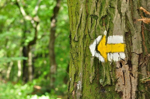Yellow and white hiking trail signs symbols on tree