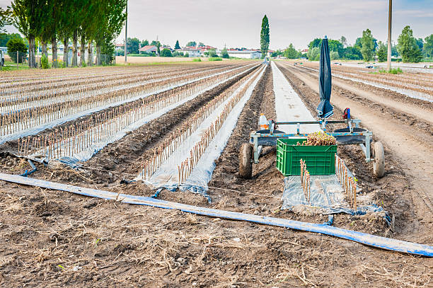 istock Agricolo.Trapianto work of vine plants 479567626