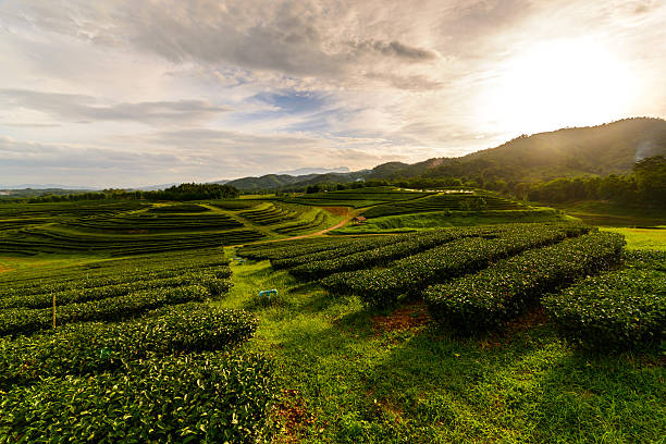 istock Tea plantation landscape with sunrise 479567928