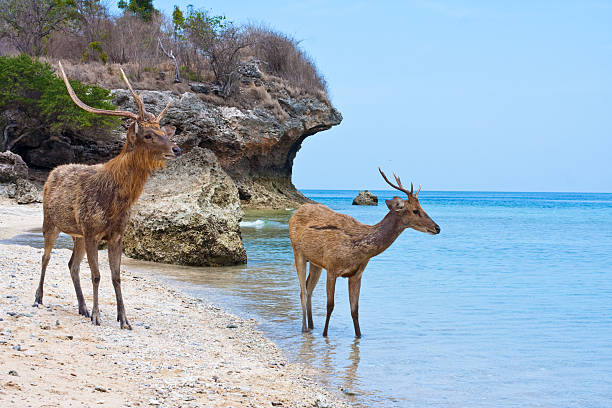 istock Deer standing on a sandy beach near to seacoast 479568002
