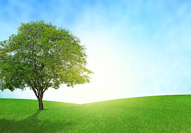 istock Green field, blue sky and tree lighting flare on grass. 479568676