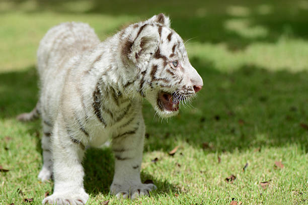 istock White Tiger cub on field focus to head and eye 479568794