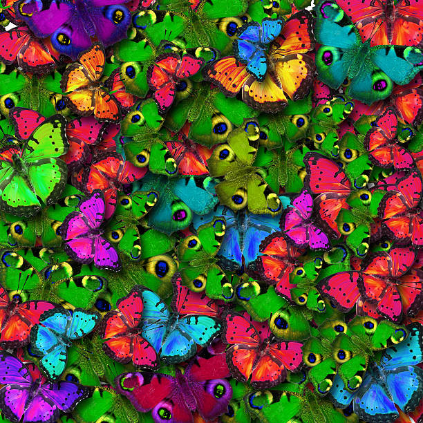 butterfly kolor - malachite butterfly zdjęcia i obrazy z banku zdjęć