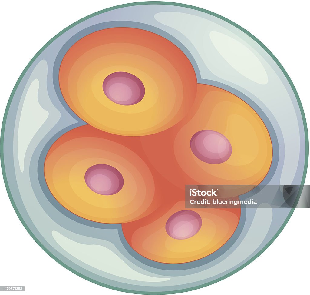 embryo development llustration of cell division during embryo development Animal stock vector