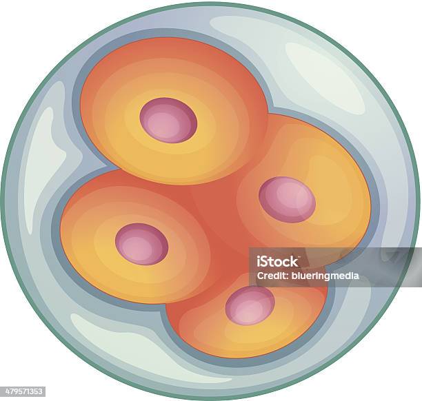 Embryo Development Stock Illustration - Download Image Now - Animal, Biology, Child