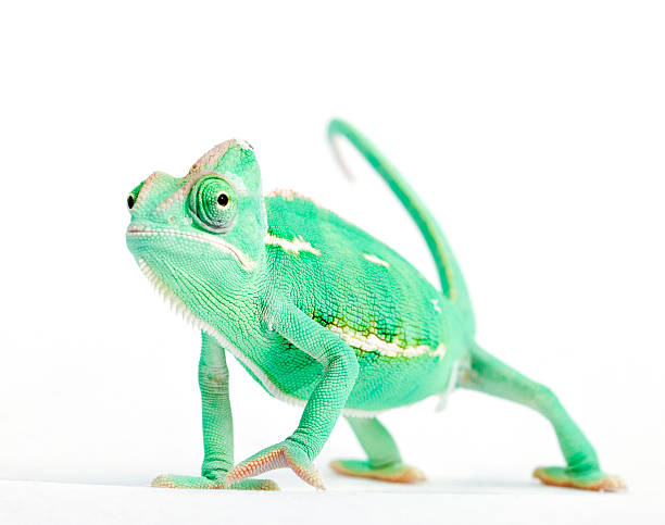 カメレオンお肌を表現する方 - yemen chameleon ストックフォトと画像