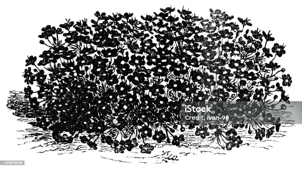 Stardust Engraved illustration of Stardust flowers  19th Century stock illustration