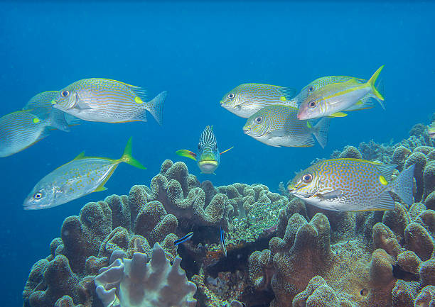 istock Golden rabbitfish , sweetlips,  goatfish, yellow jackfish, 479573978