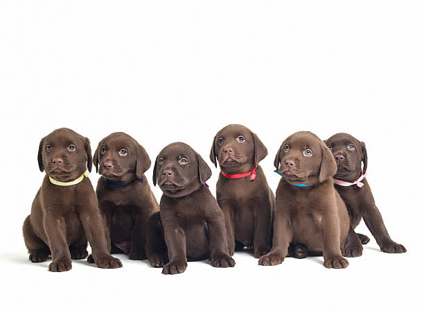 istock Group of Labrador Retriever puppies isolated on white 479573982