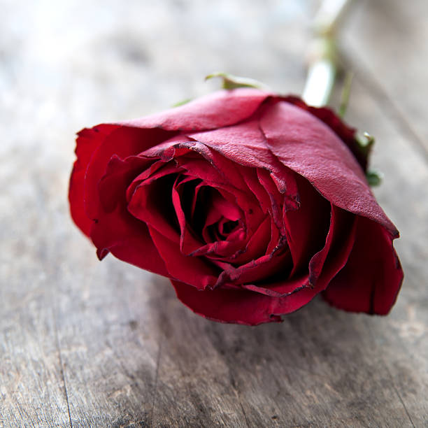 istock Red rose on wooden background 479574015
