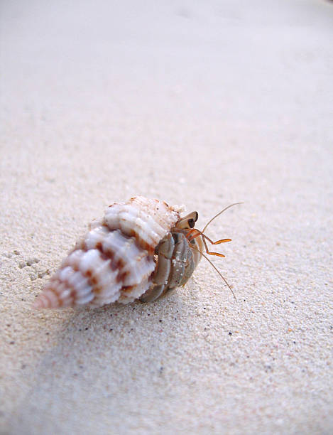 istock Hermit crab on the beach in Thailand 479574020