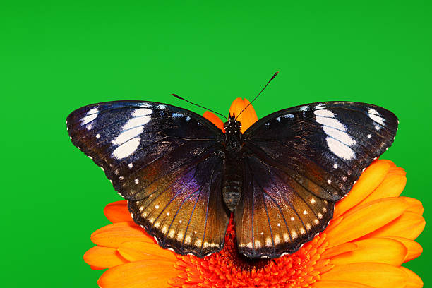istock hypolimnas bolina on gerber 479574705