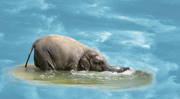 istock The elephant calf bathes in water 479575423