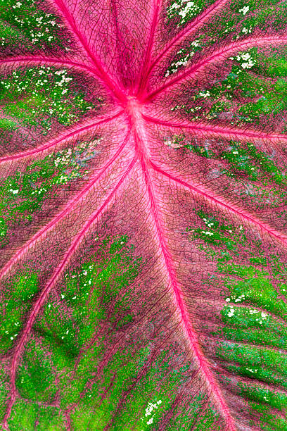 istock Red and green tropical leaf as background 479575861