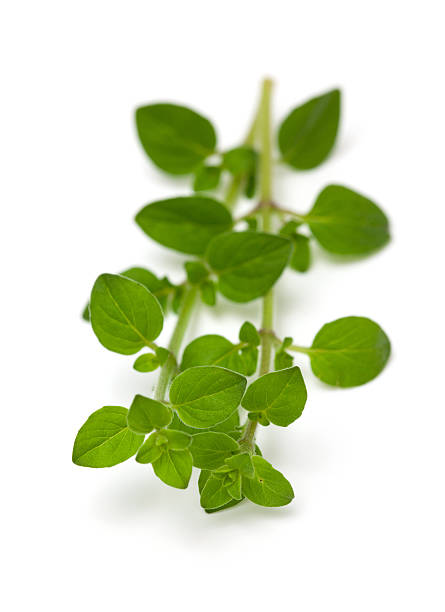 istock Leaves of marjoram herb on isolated background 479578437
