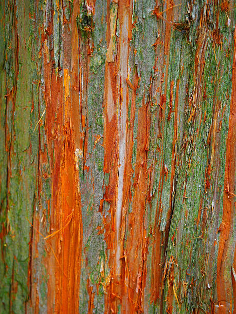 Cryptomeria Japonica Japanese Cedar bark, close up, full frame, no knots.   cryptomeria stock pictures, royalty-free photos & images