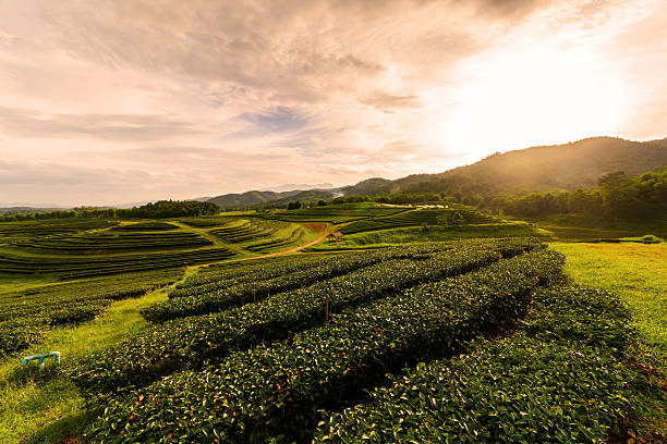 istock Tea plantation landscape with sunrise 479579168