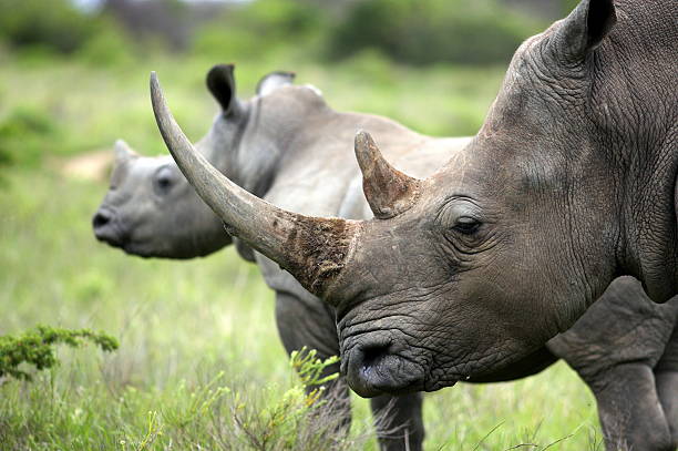 Female white rhino / rhinoceros and her calf / baby A close up of a female rhino / rhinoceros and her calf. Showing off her beautiful horn. Protecting her calf. South Africa extinct stock pictures, royalty-free photos & images
