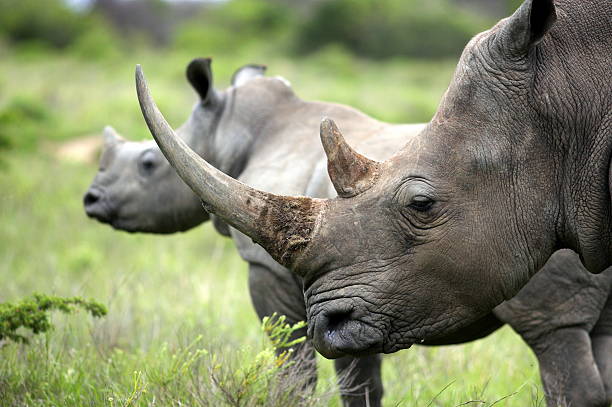 Female white rhino / rhinoceros and her calf / baby A close up of a female rhino / rhinoceros and her calf. Showing off her beautiful horn. Protecting her calf. South Africa rhinoceros stock pictures, royalty-free photos & images