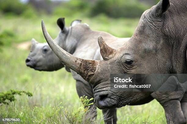 Female White Rhino Rhinoceros And Her Calf Baby Stock Photo - Download Image Now