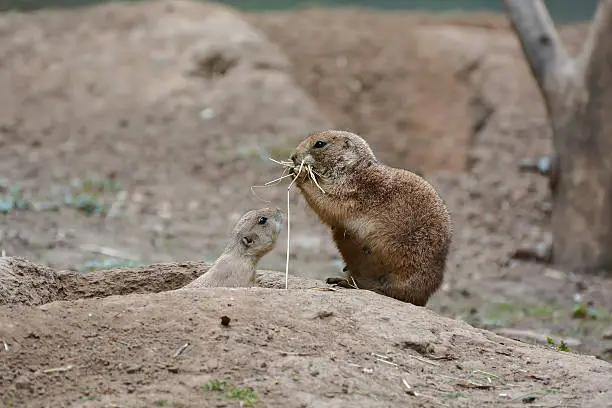 Prairie dogs in front of the entrance to their burrow