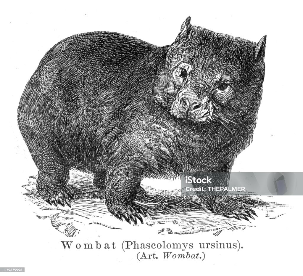 Wombat engraving 1895 Wombat stock illustration