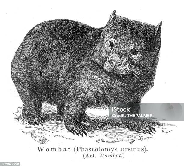 Wombat Engraving 1895 Stock Illustration - Download Image Now - Wombat, Animal, Drawing - Art Product