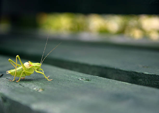 istock Grasshopper on green wood  bench 479581090