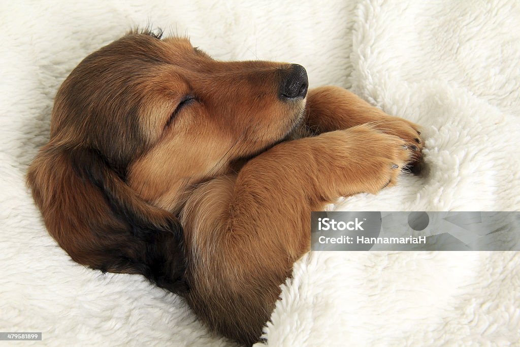 Sleeping dachshund puppy Longhair dachshund puppy sleeping in her bed. Long Haired Dachshund Stock Photo