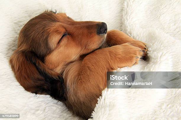 Sleeping Dachshund Puppy Stock Photo - Download Image Now - Long Haired Dachshund, Small, Sleeping