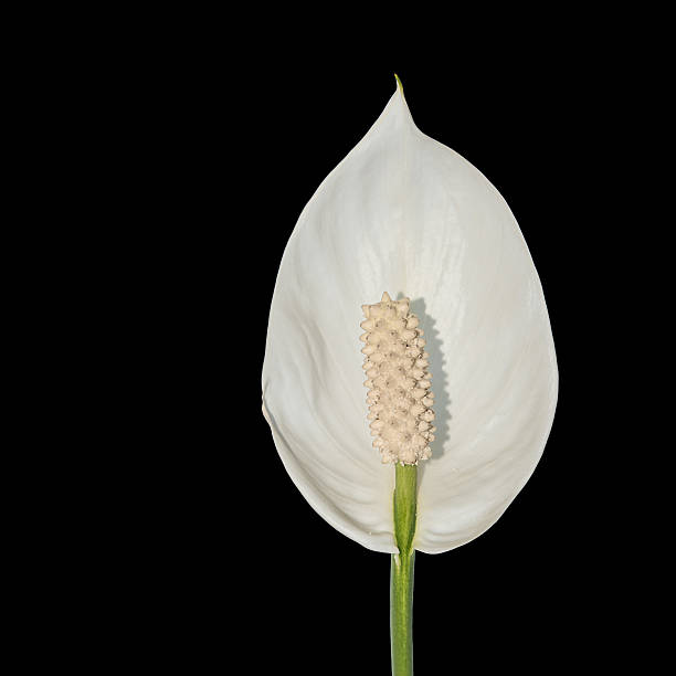 istock Home flower - Spathiphyllum 479582172