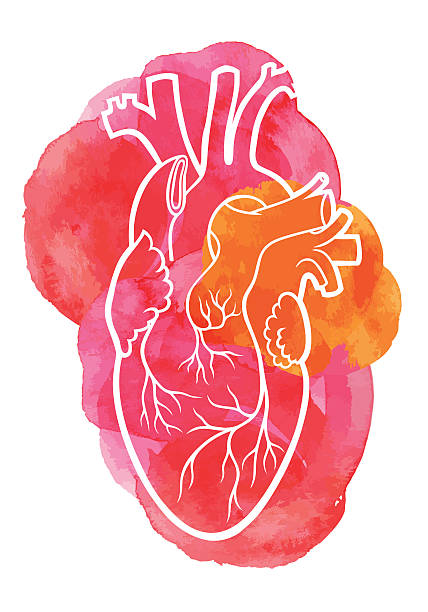 ilustrações, clipart, desenhos animados e ícones de coração - human heart red vector illustration and painting